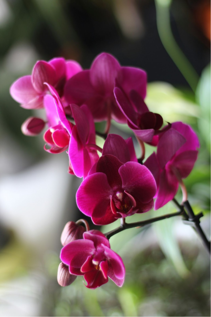 Orchids (Phalaenopsis)