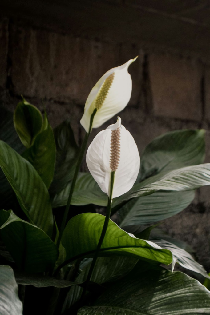 Peace Lily (Spathiphyllum)