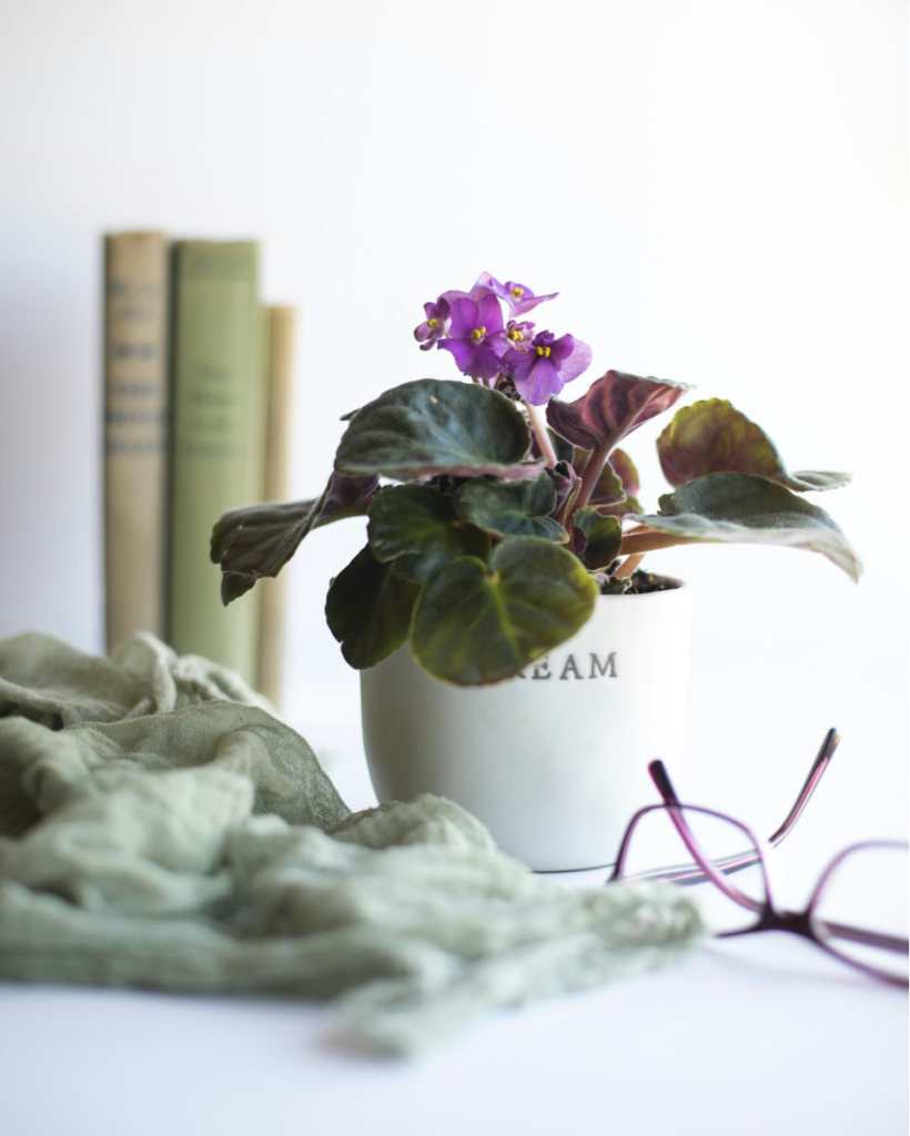 African Violet (Saintpaulia)