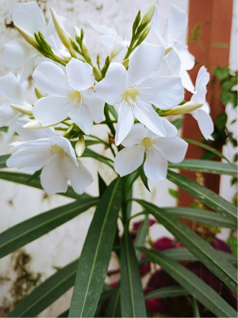 Jasmine (Jasminum Polyanthum)