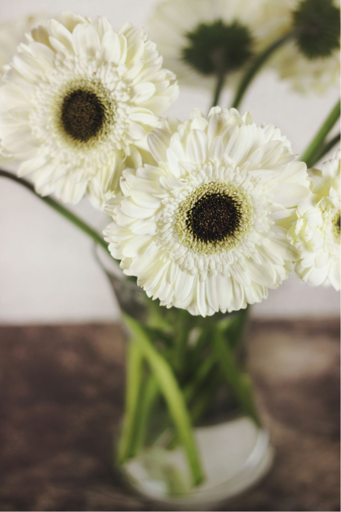 Gerbera Daisies (Gerbera Jamesonii)