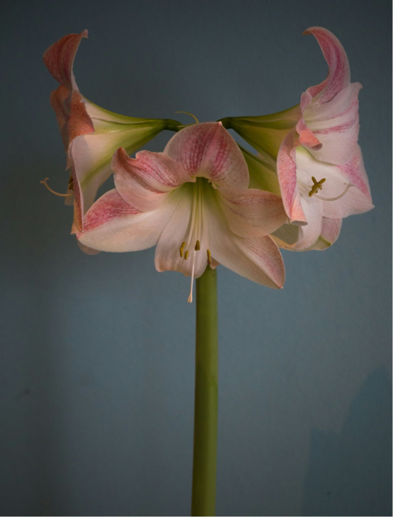 Amaryllis (Hippeastrum)