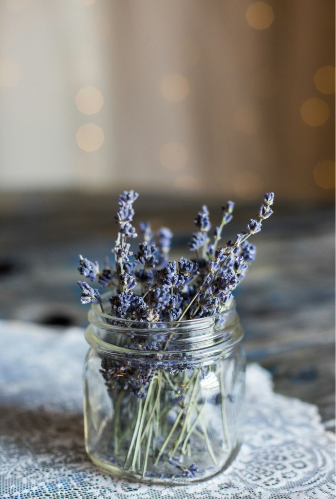 Lavender (Lavandula)