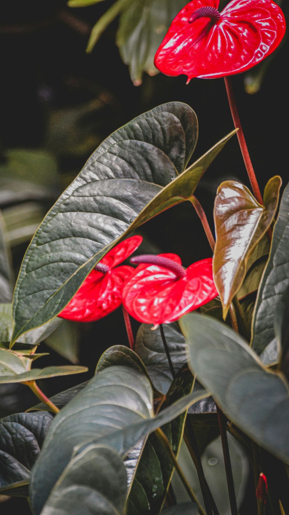 Anthurium (Anthurium Andraeanum)