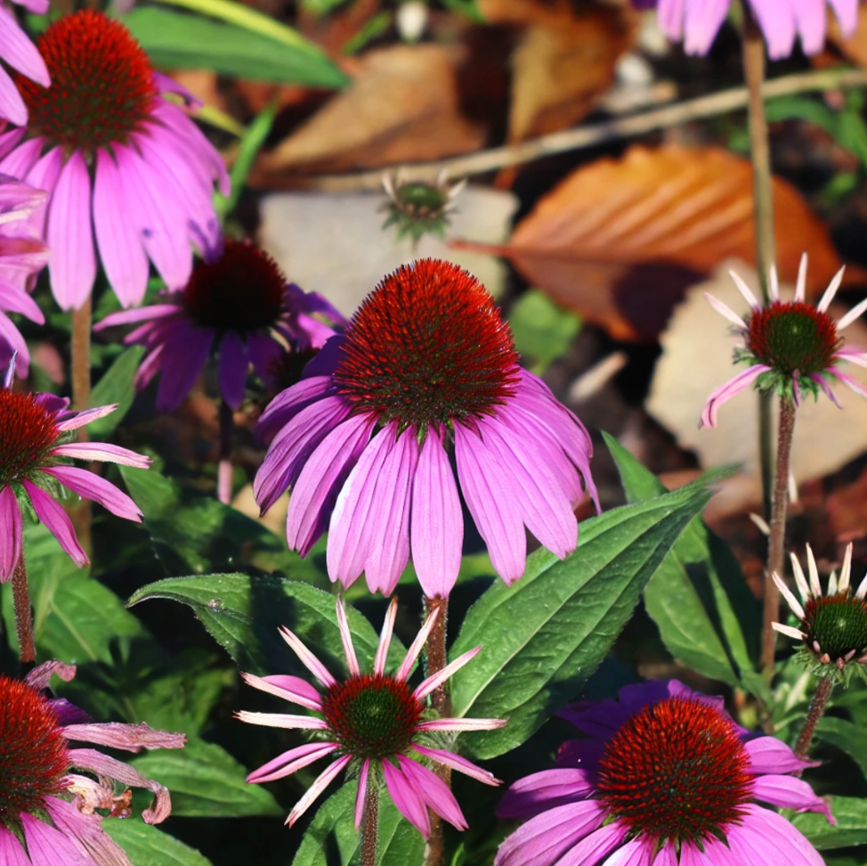 Coneflowers (Echinacea)