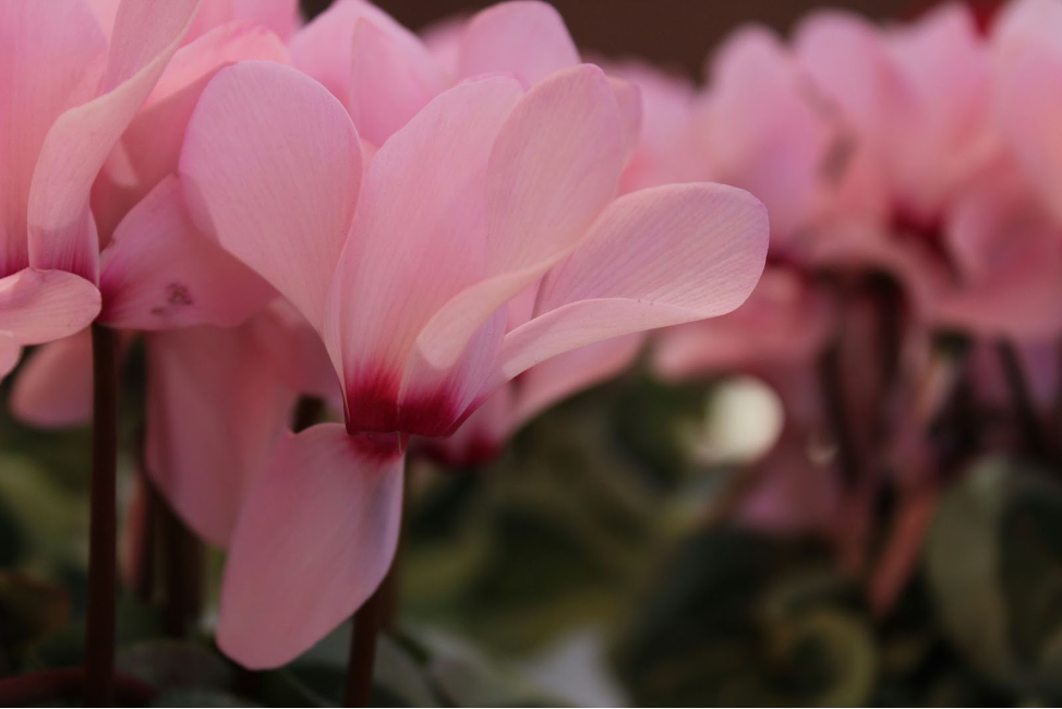 best winter plants Cyclamen