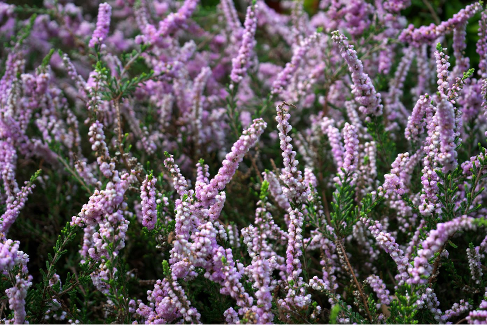 Heather (Calluna vulgaris) best winter plants