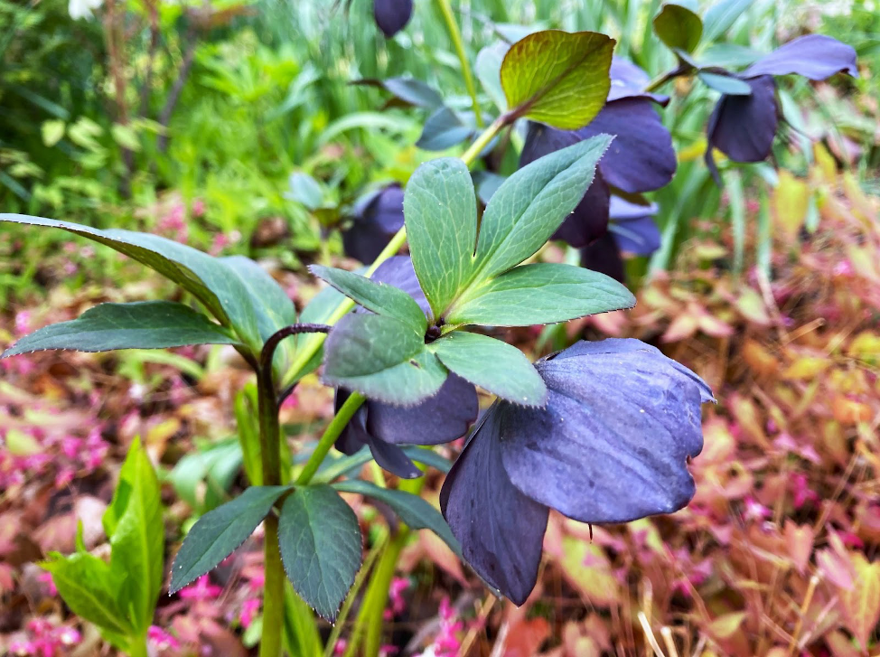 Hellebores (Helleborus spp.)