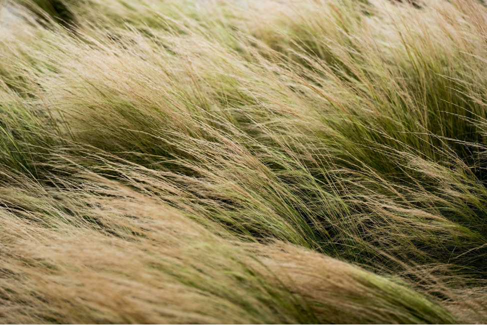 Ornamental Grasses