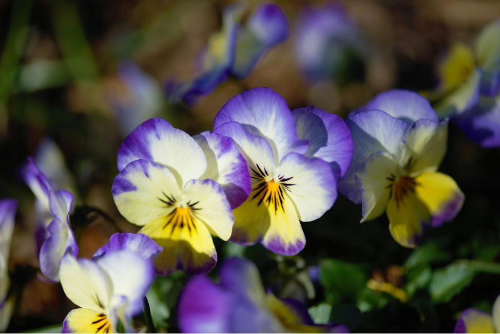 Pansies (Viola tricolor var. hortensis) winter plants