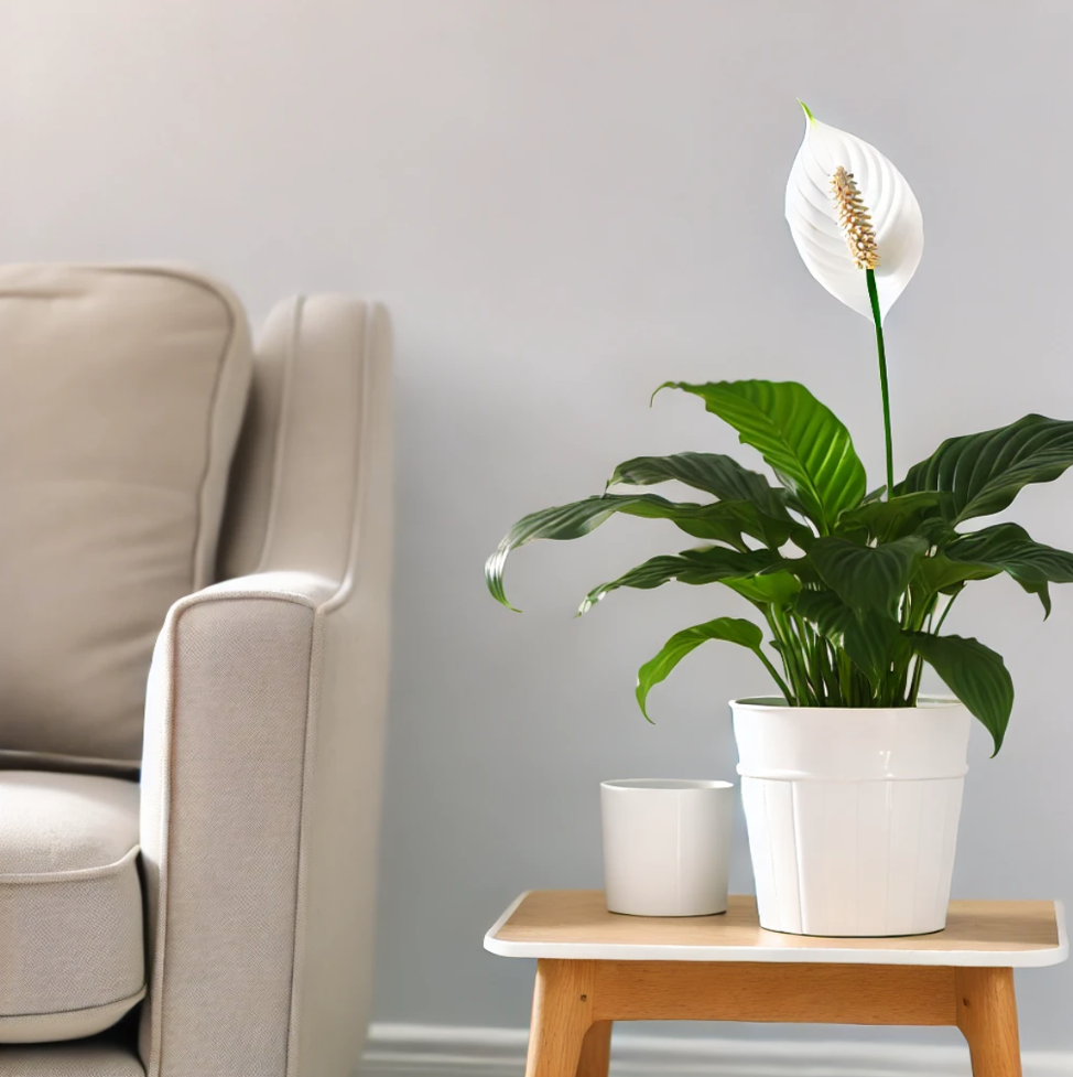 Peace Lily (Spathiphyllum) wellness plants
