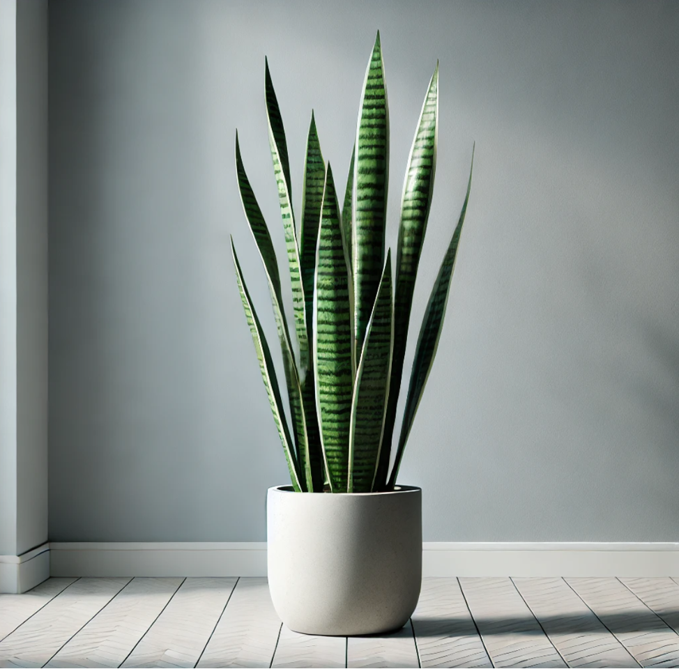 Snake Plant (Sansevieria)