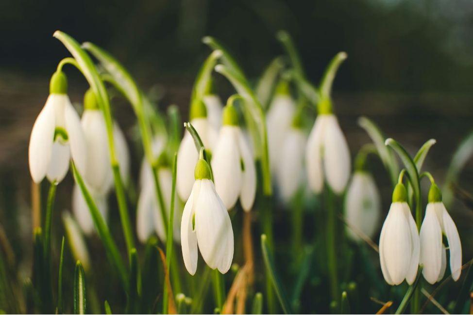 Snowdrops (Galanthus nivalis)