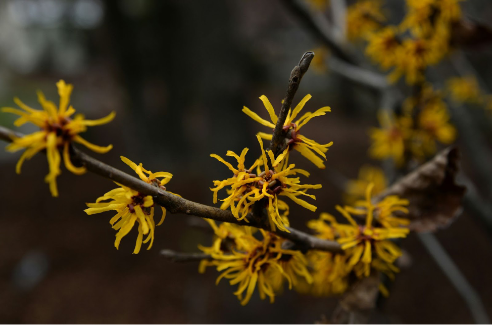 Witch Hazel (Hamamelis spp.)