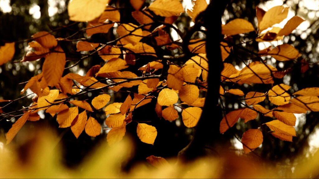 Tools You’ll Need Leaf removal