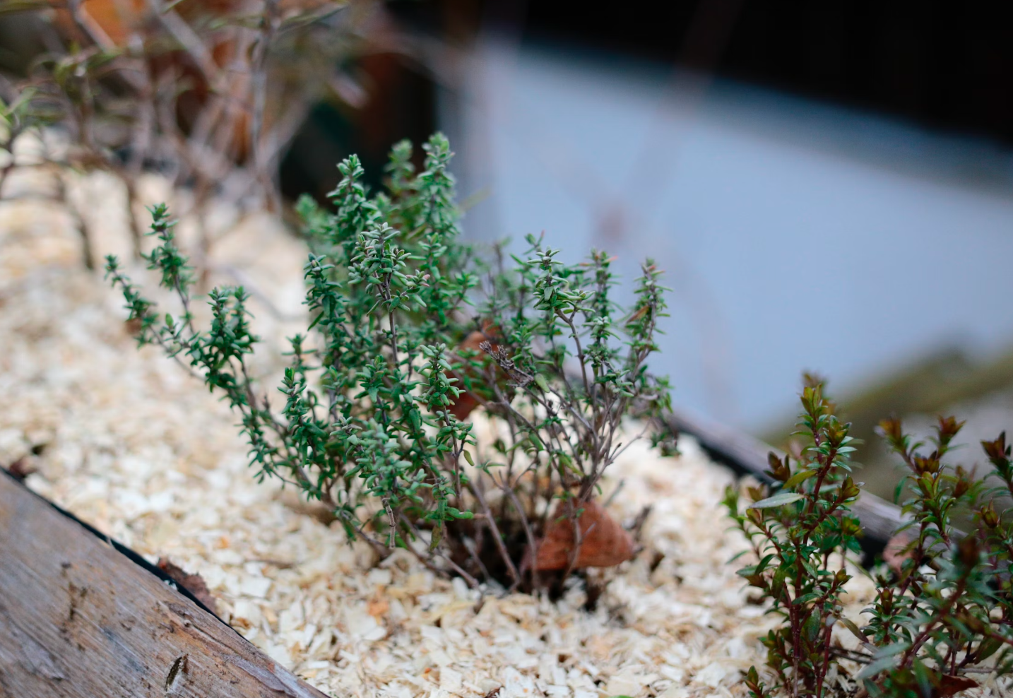 protection of rose plants with sawdust